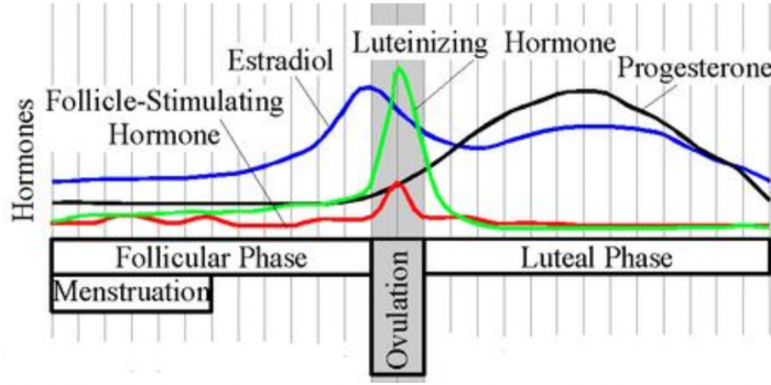 Hormone fluctuations across the menstrual cycle
